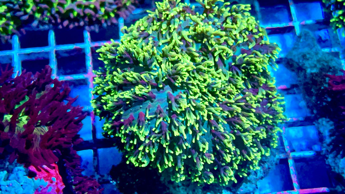 Neon hairy mushroom 2” frag - WYSIWYG