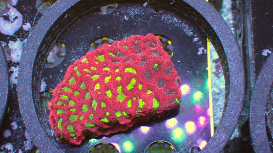 Ultron Favites Colony 3” WYSIWYG