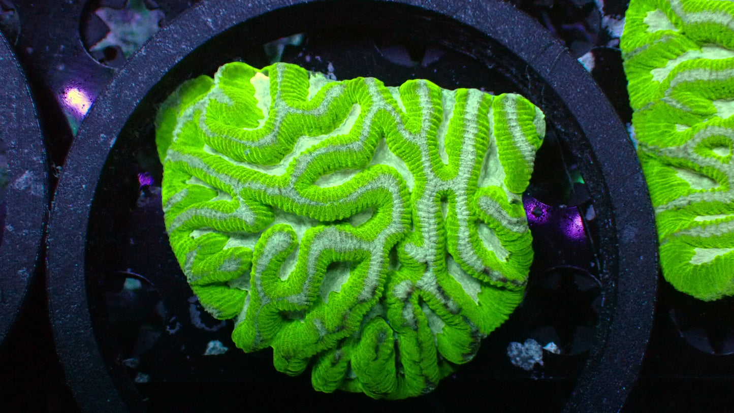 Aussie Green ridge brain colony 3” WYSIWYG