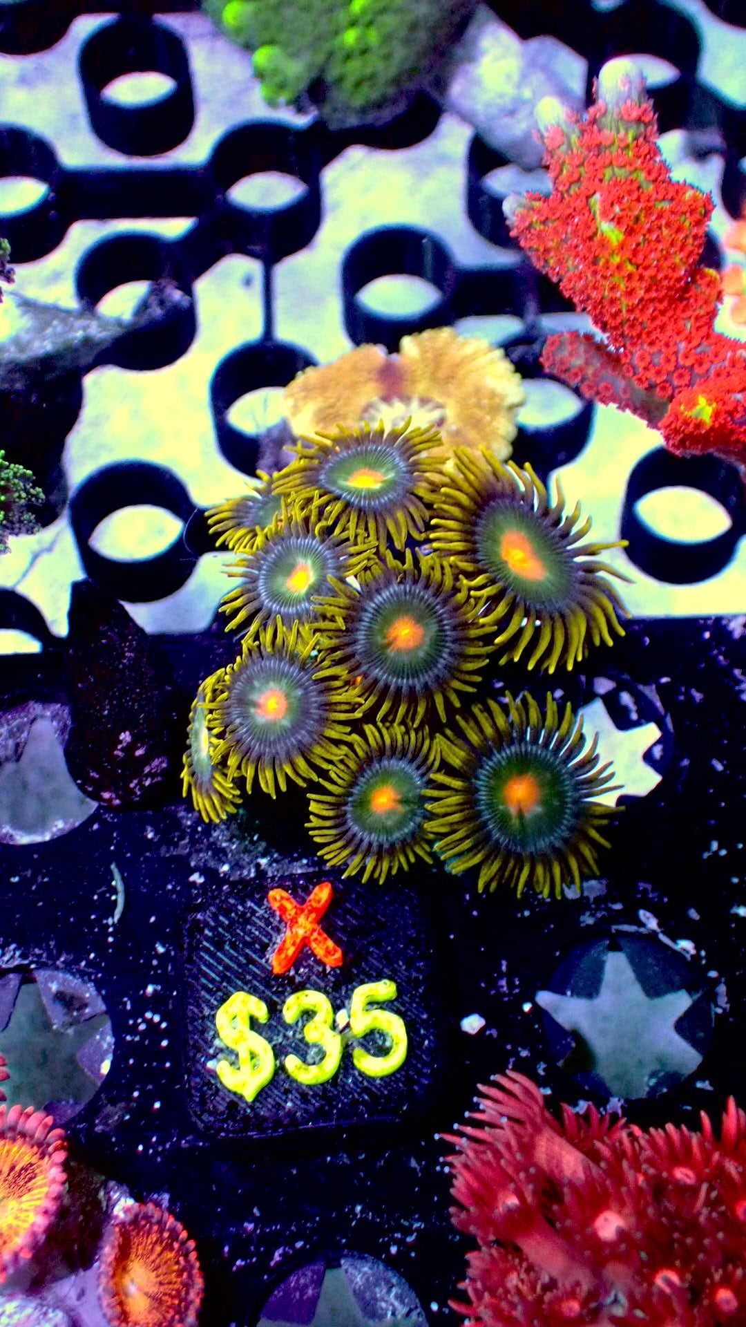 Green Bay zoas WYSIWYG X
