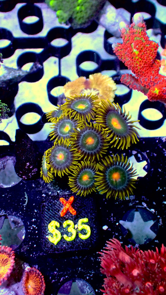 Green Bay zoas WYSIWYG X
