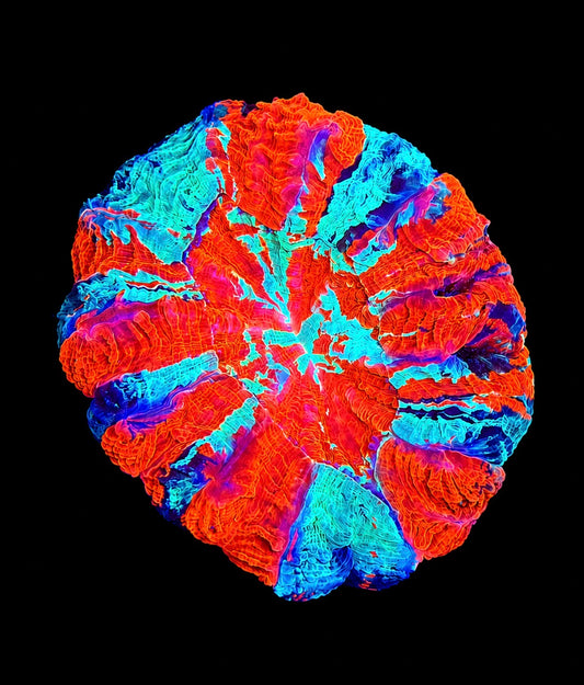 Plasma rainbow acantho 4” WYSIWYG