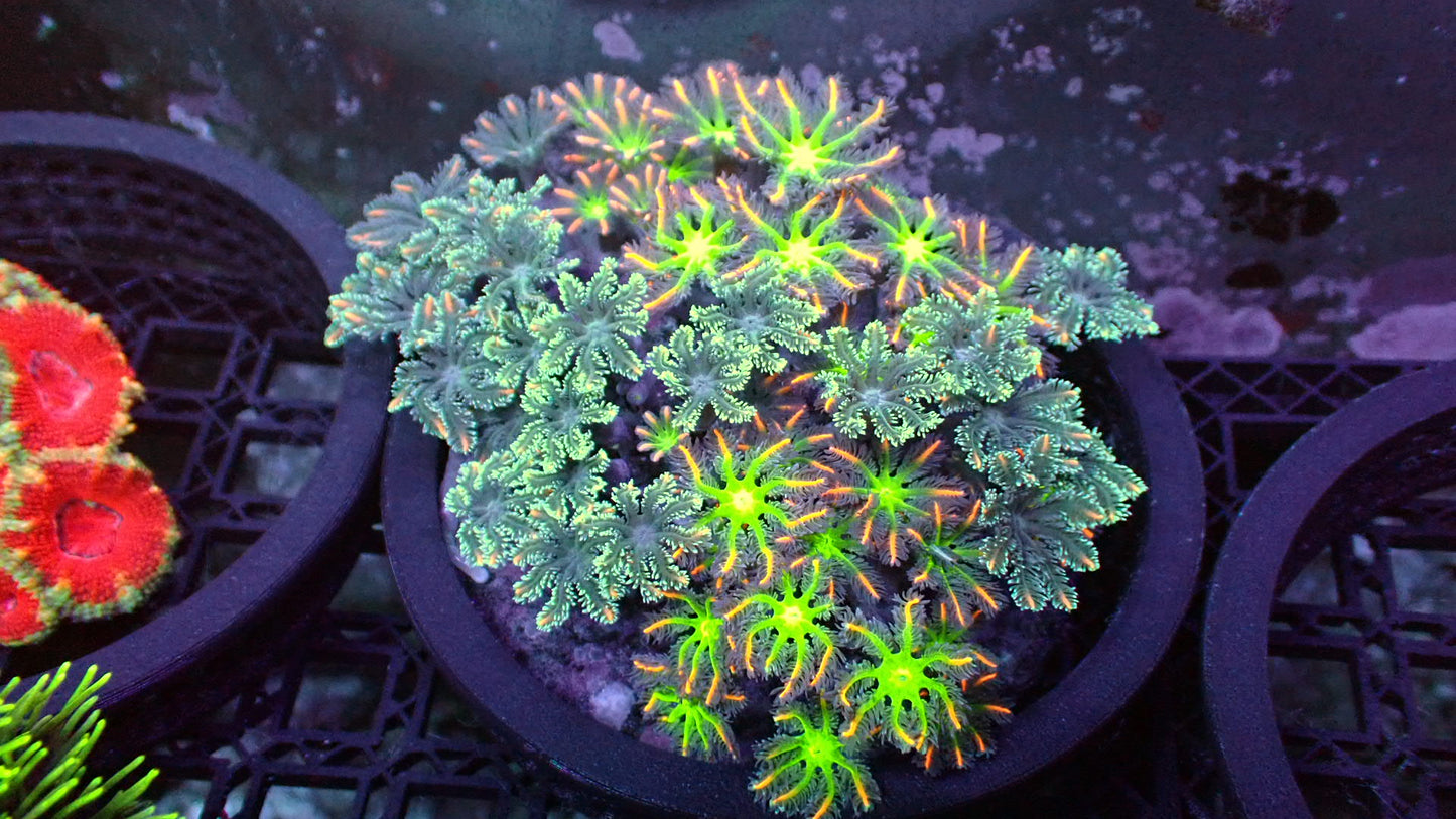 Fireworks Clove polyps colony 4” WYSIWYG