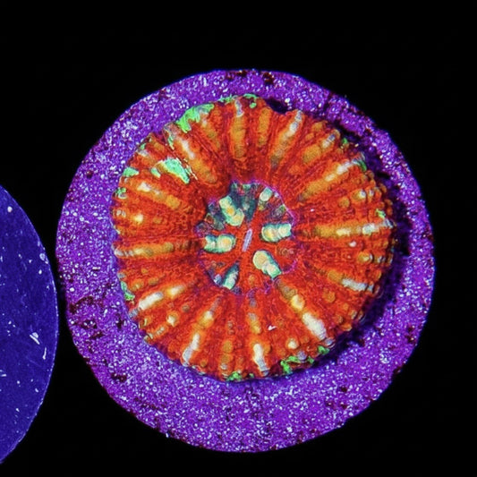 Button tiger scolymia WYSIWYG 1”