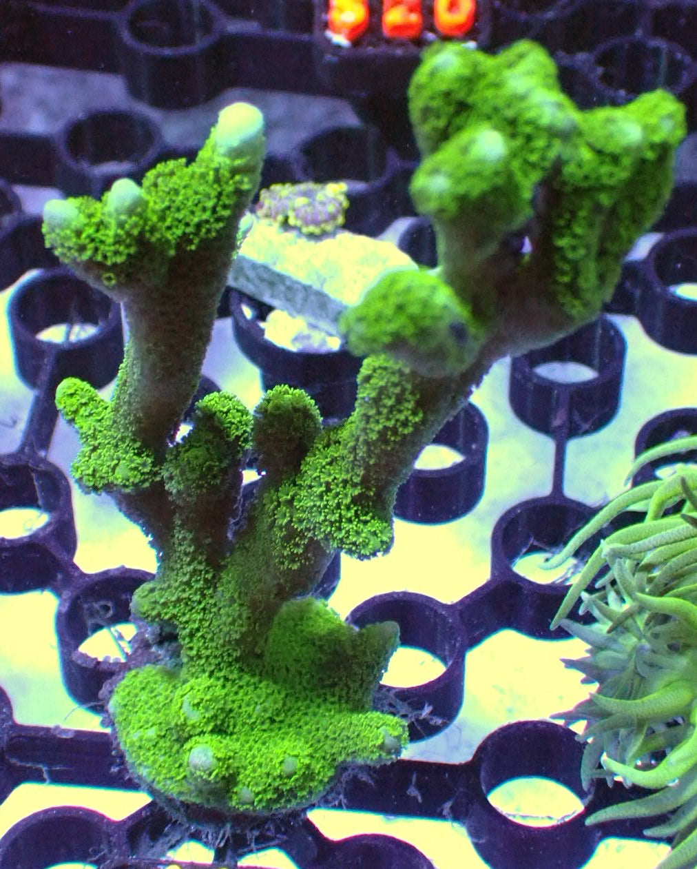 Green monti digitata 1” frag WYSIWYG