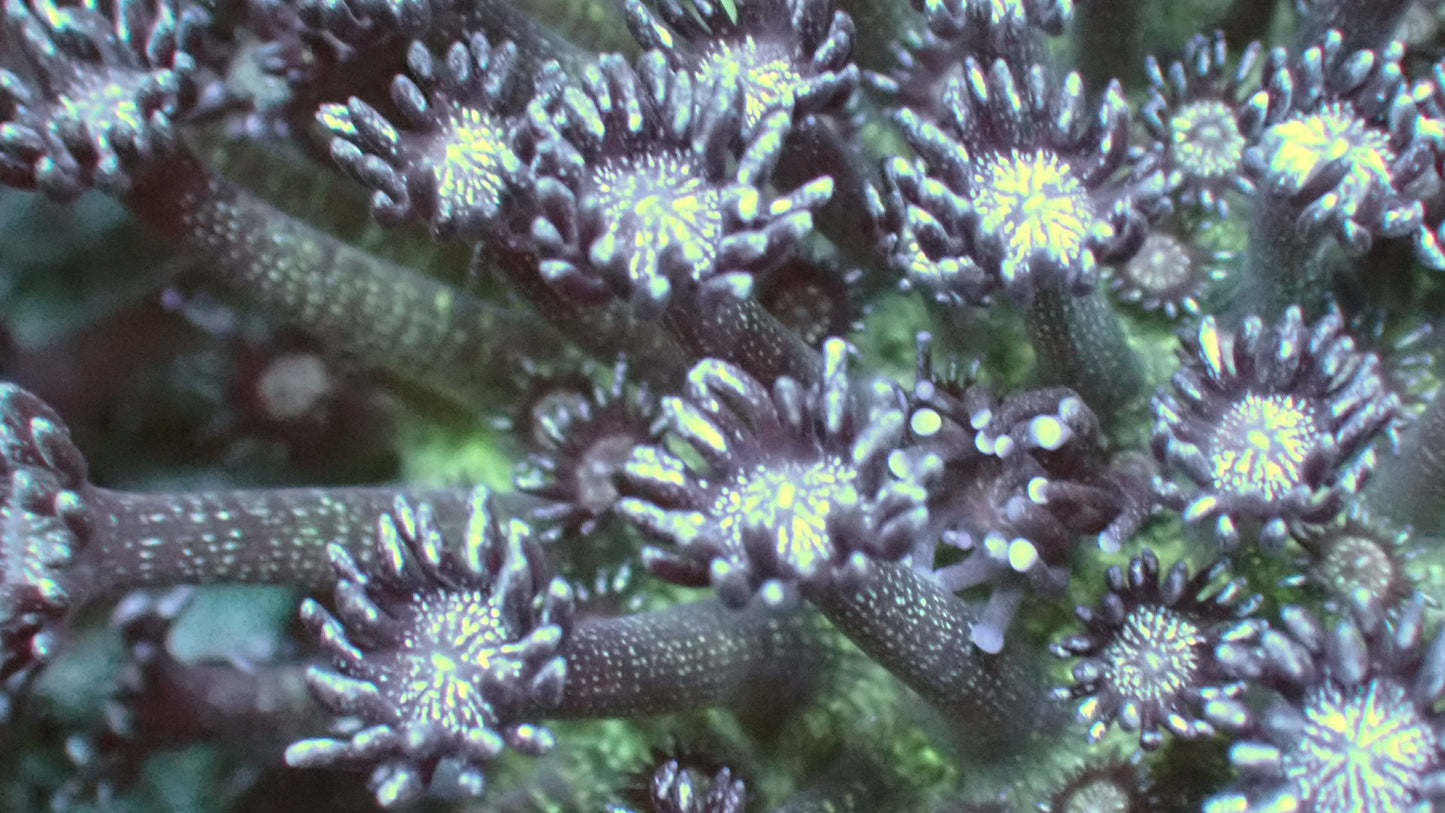 Glitter goniopora 3” colony