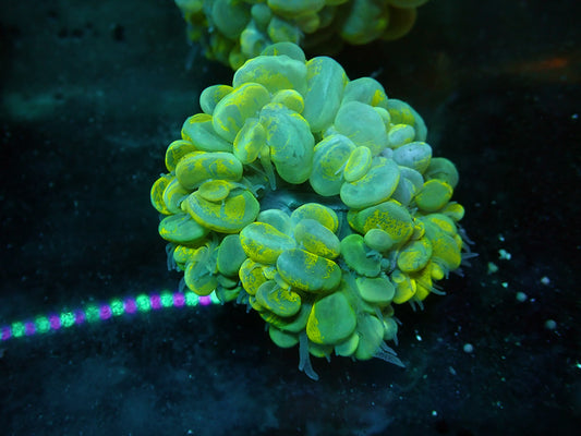 Splatter bubble coral 3” colony WYSIWYG