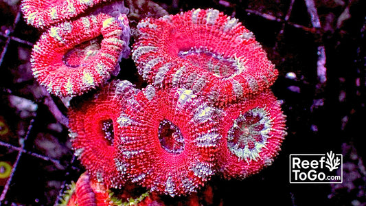 Peppermint acan lords