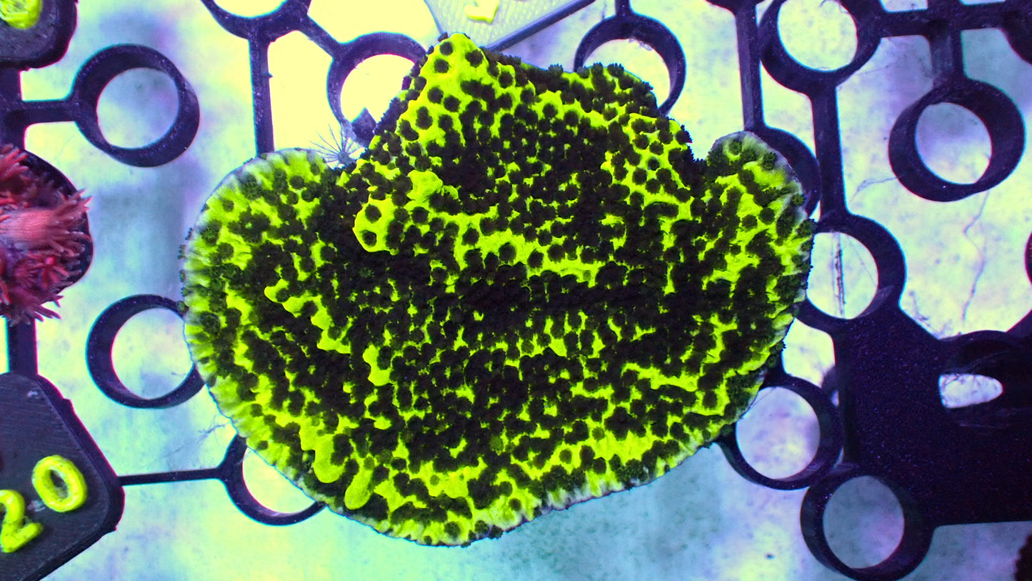 Neon monti spongodes big frag 2” WYSIWYG