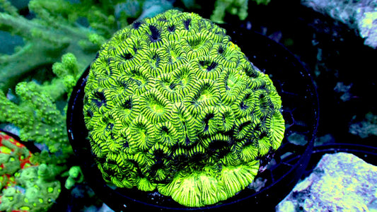 Glow worm favite brain colony 4” WYSIWYG