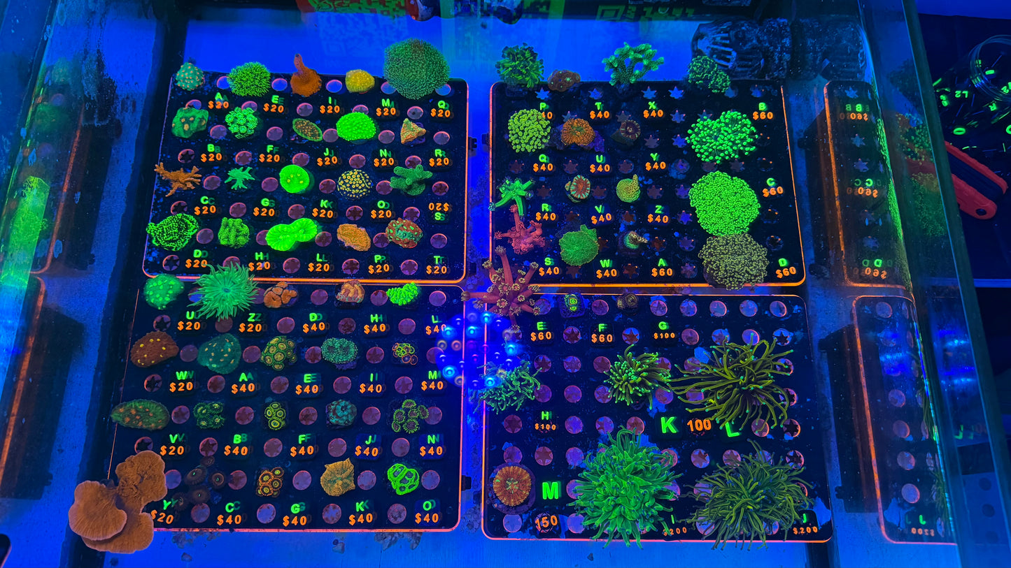 WYSIWYG Live Showcase