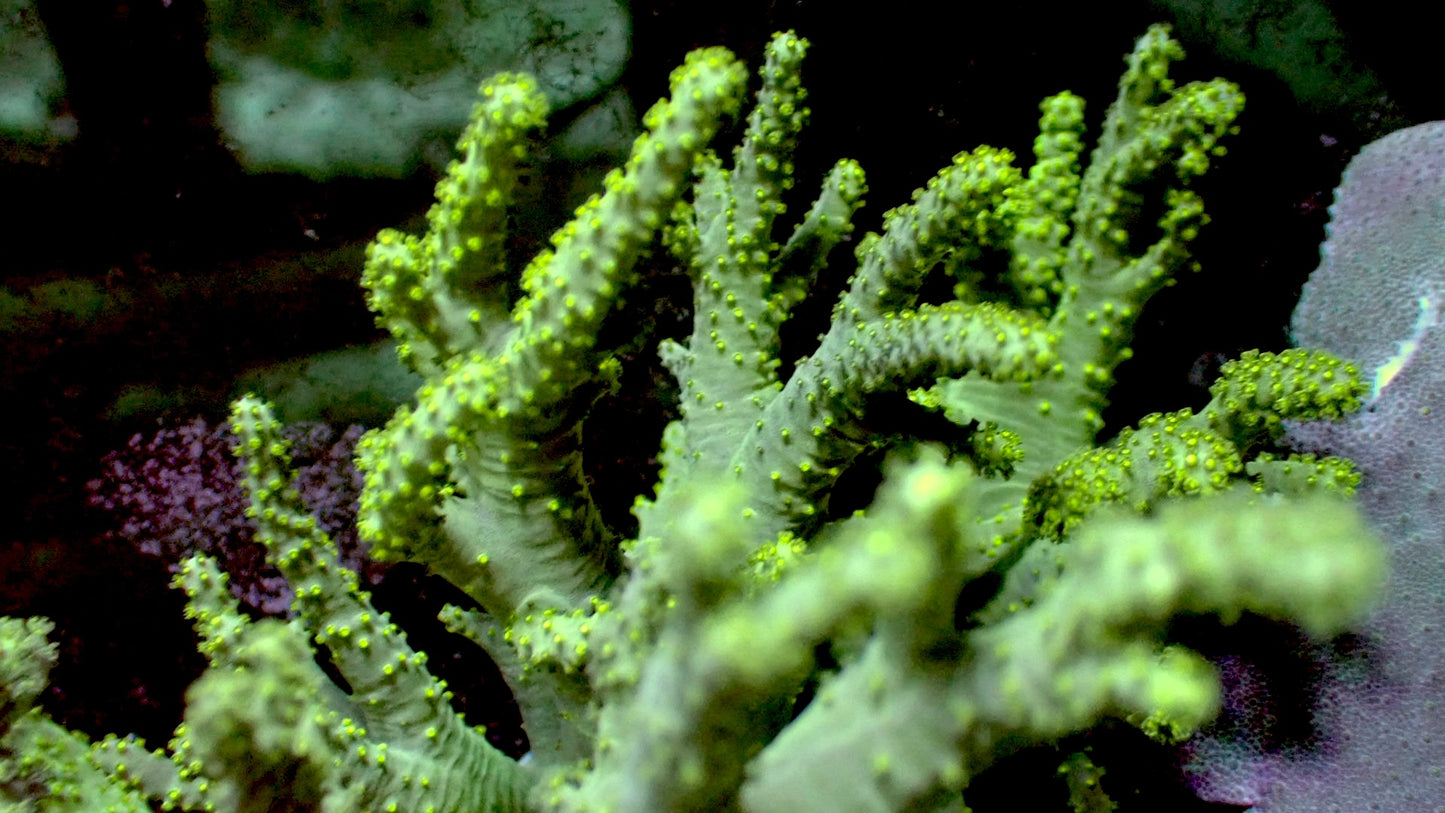 Green Finger Leather