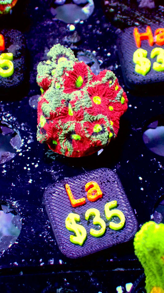 War coral WYSIWYG La