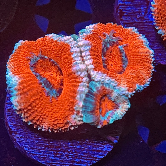 Ice fire Acan - 1” frag