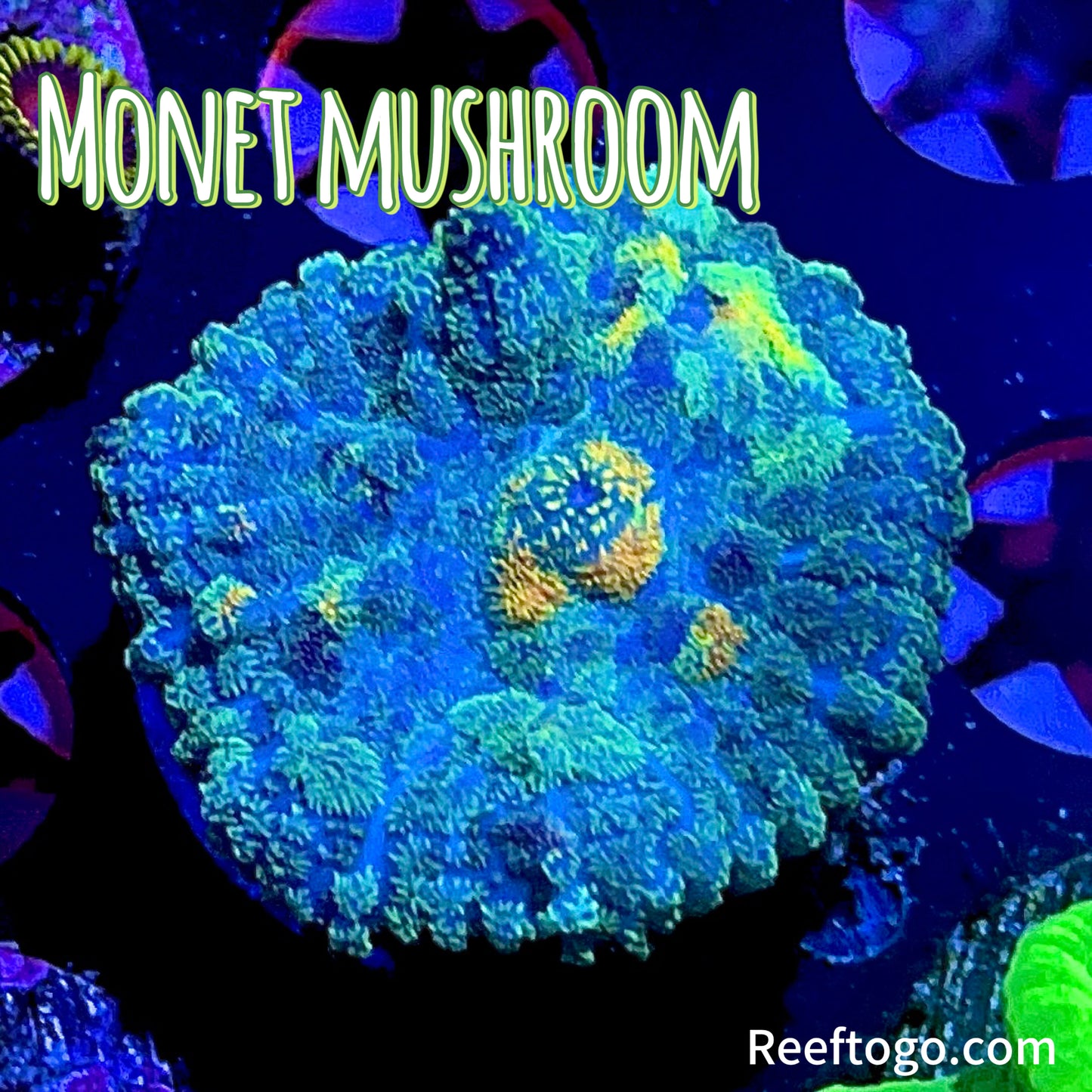 Monet mushroom - 1” frag - WYSIWYG