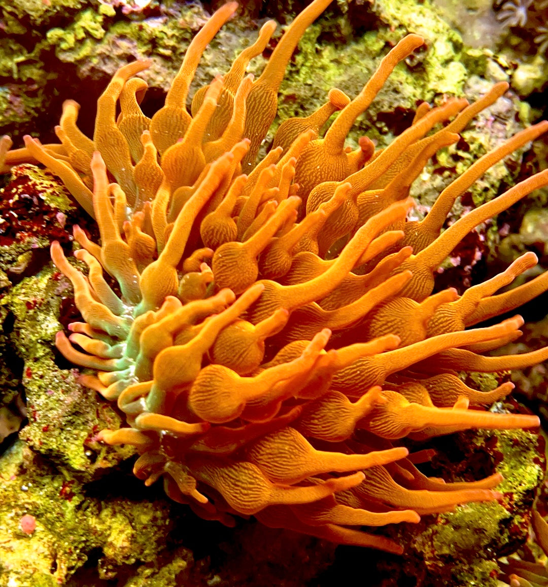 Rainbow RBTA anemone