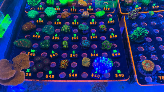 WYSIWYG Live Showcase