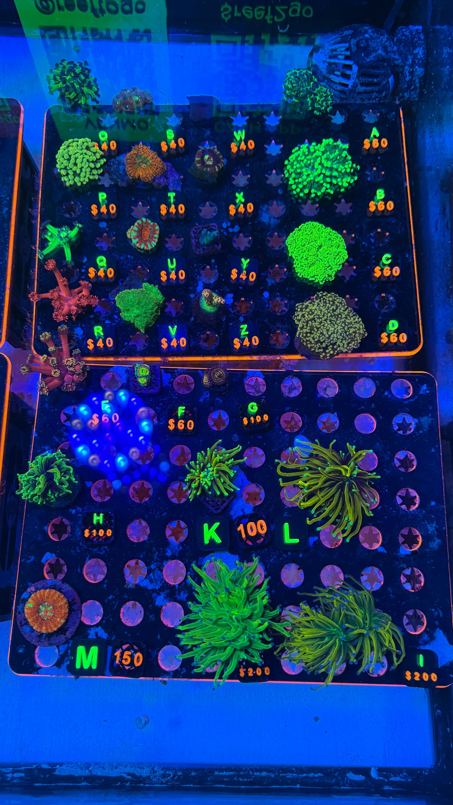 WYSIWYG Live Showcase