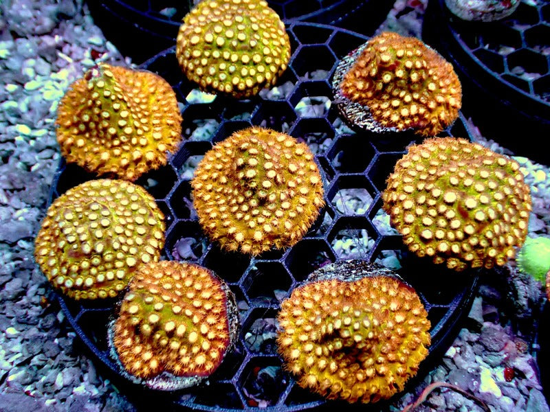 Coppertone Cyphyastrea 1" frag