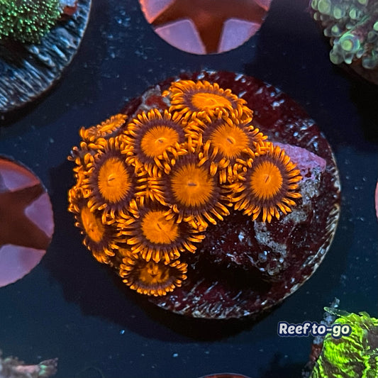 Orange bam-bam zoa - 1” frag (3-5+ polyps)