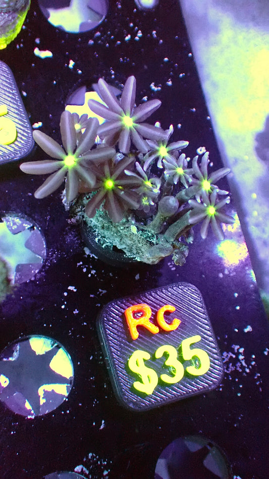 Firefly Clove polyps 1” WYSIWYG Rc