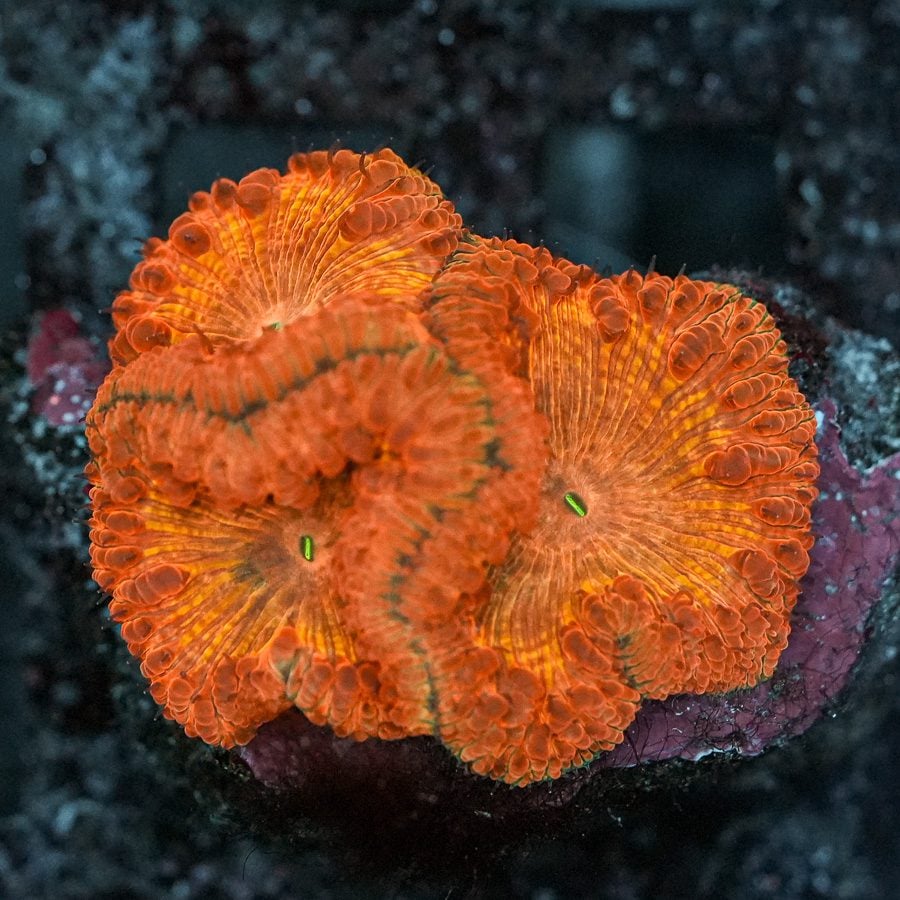 Orange passion blasto welsi 2” WYSIWYG