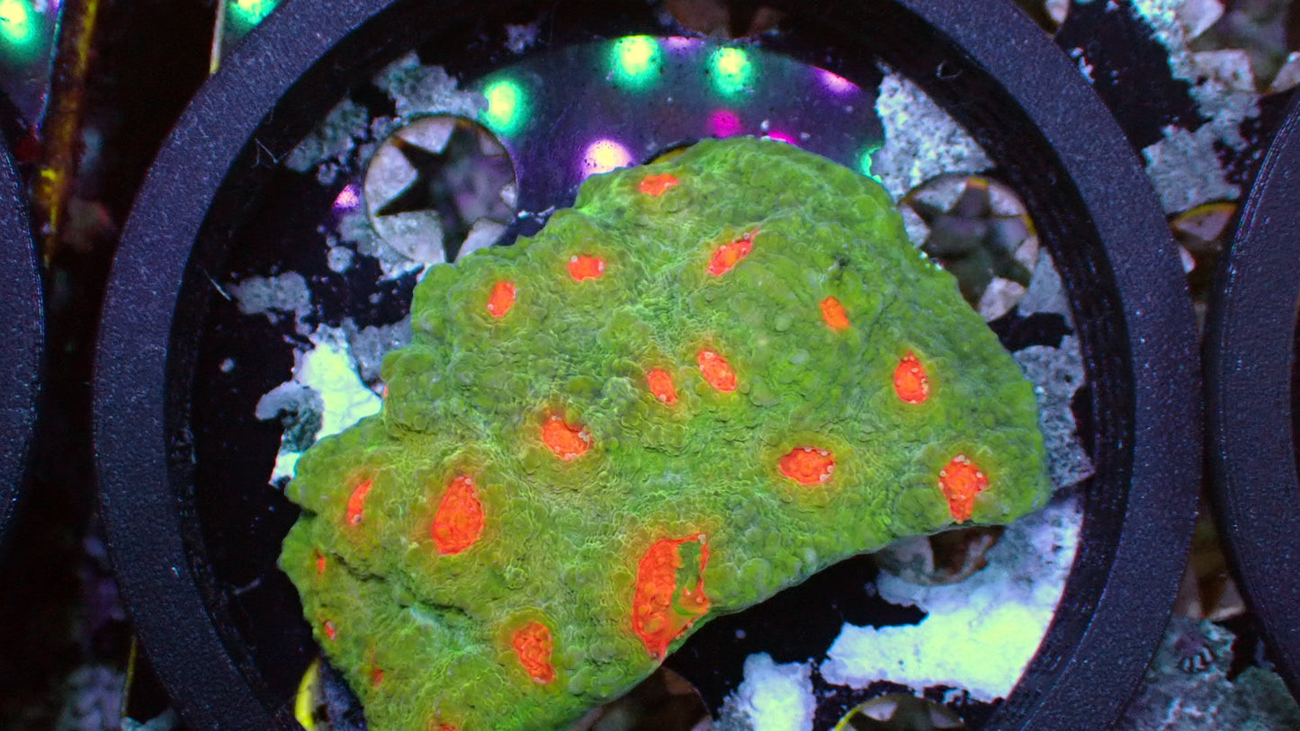 Shenron dragon ball chalice 3” WYSIWYG