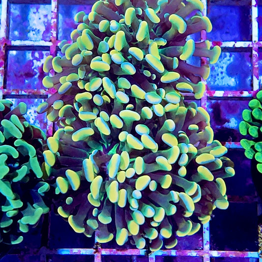 Rainbow Hammer (branch) - 1” frag