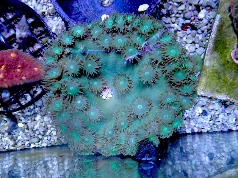 Blue/Green Pagoda Cup 1" frag