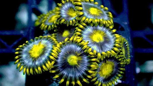 Blueberry Zoas