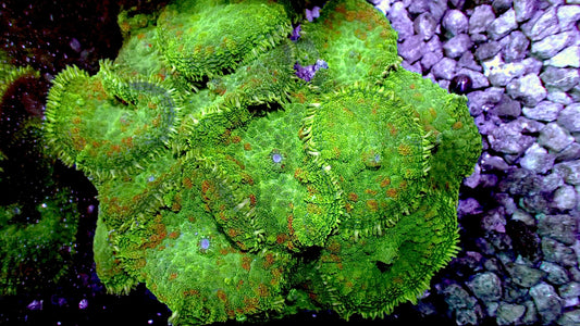 Christmas Green Rhodactus colony 4” WYSIWYG