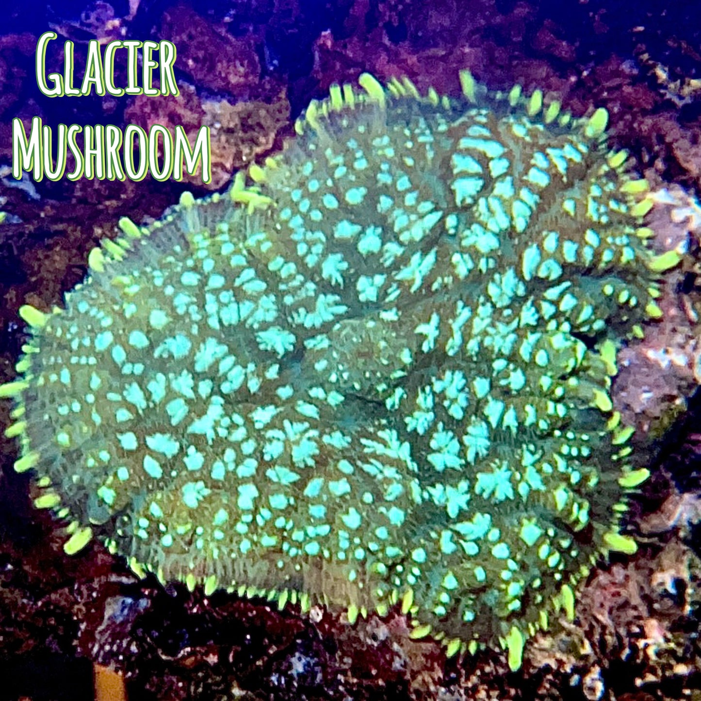 Glacier mushroom - 1” frag - WYSIWYG