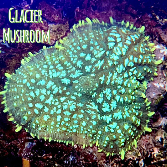 Glacier mushroom - 1” frag - WYSIWYG