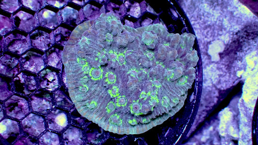 Blue dream chalice 3” WYSIWYG