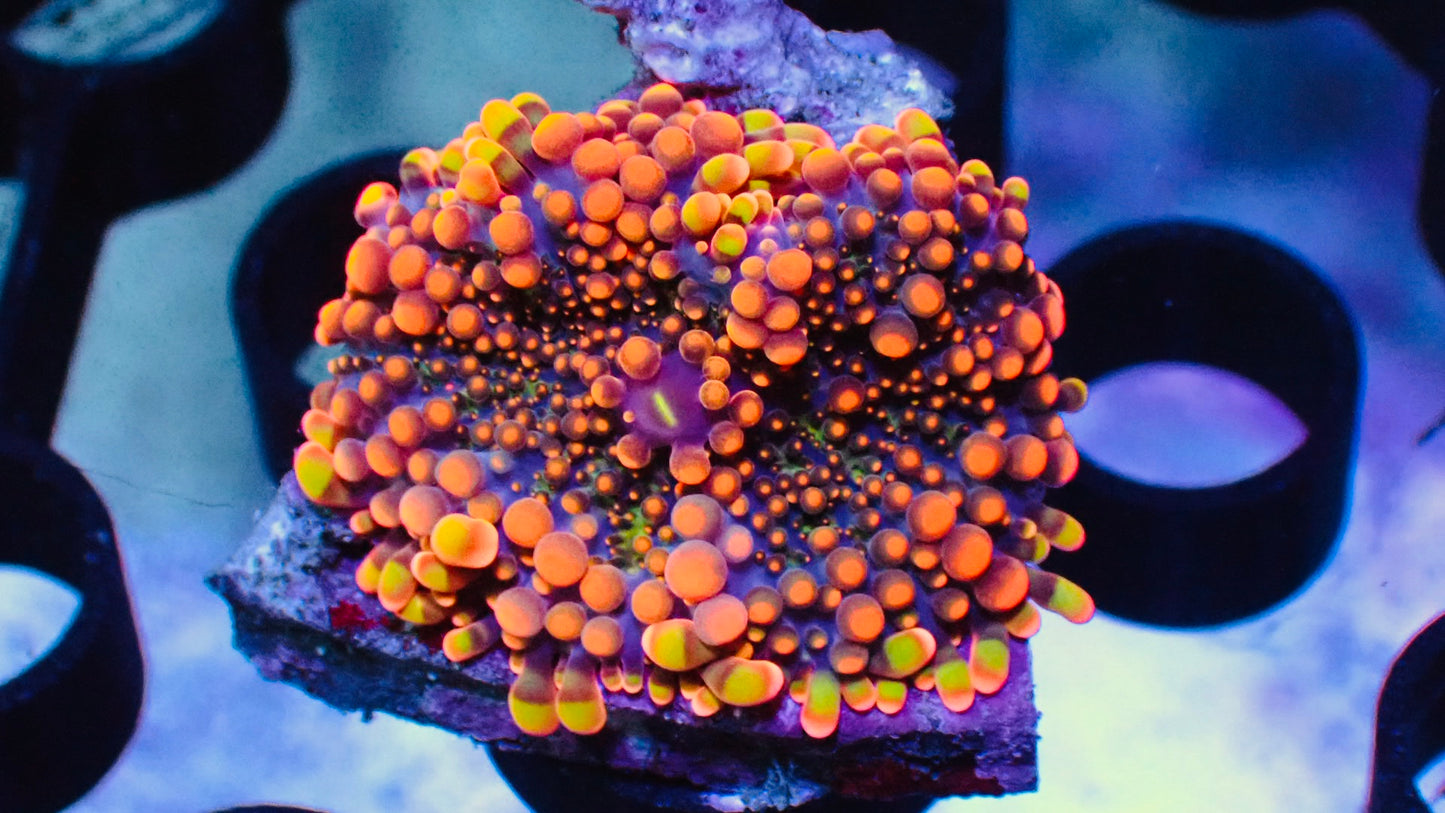 Orange King Kong Yuma 1” frag WYSIWYG