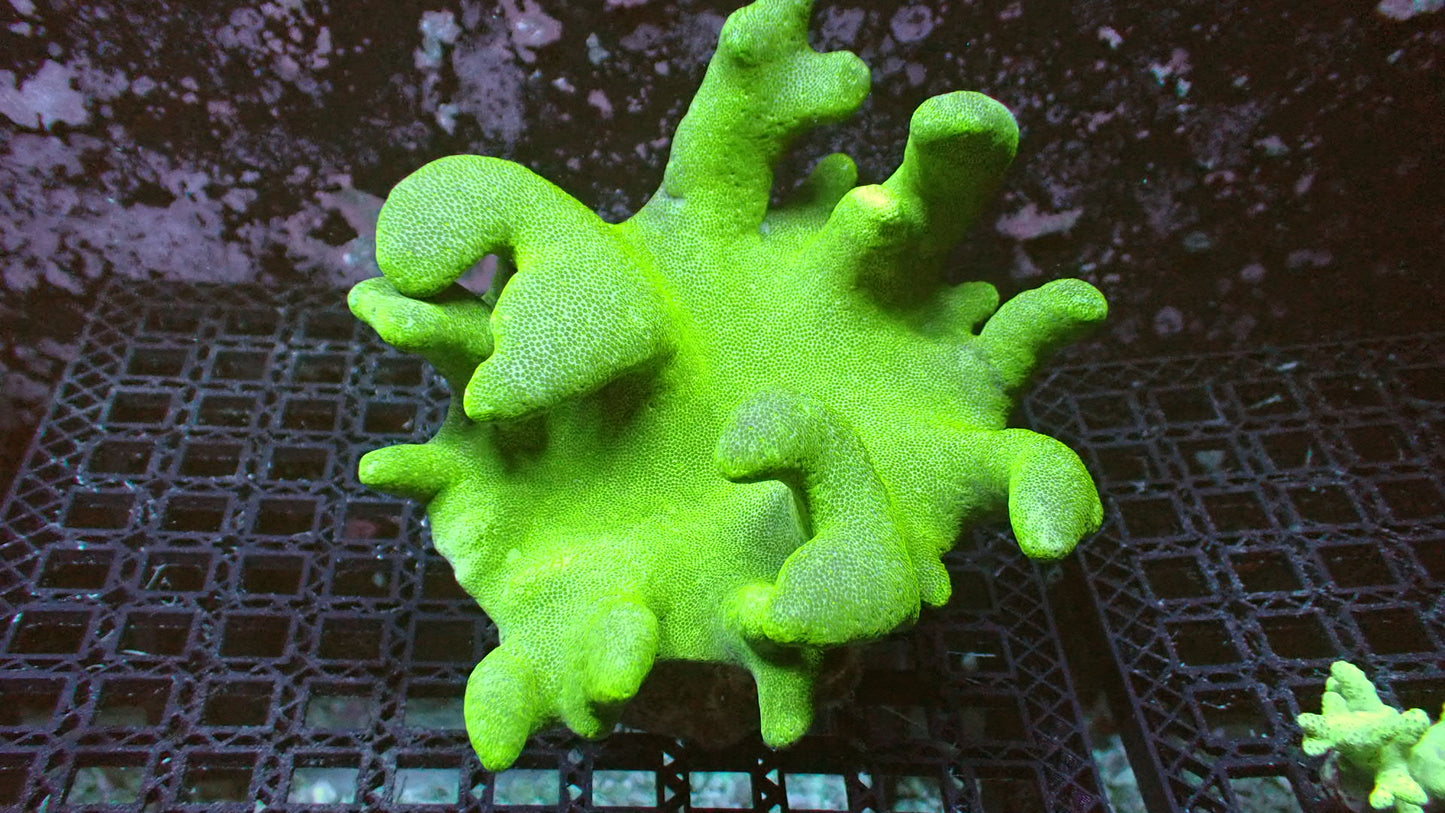 Green devil hand XL colony 6” WYSIWYG