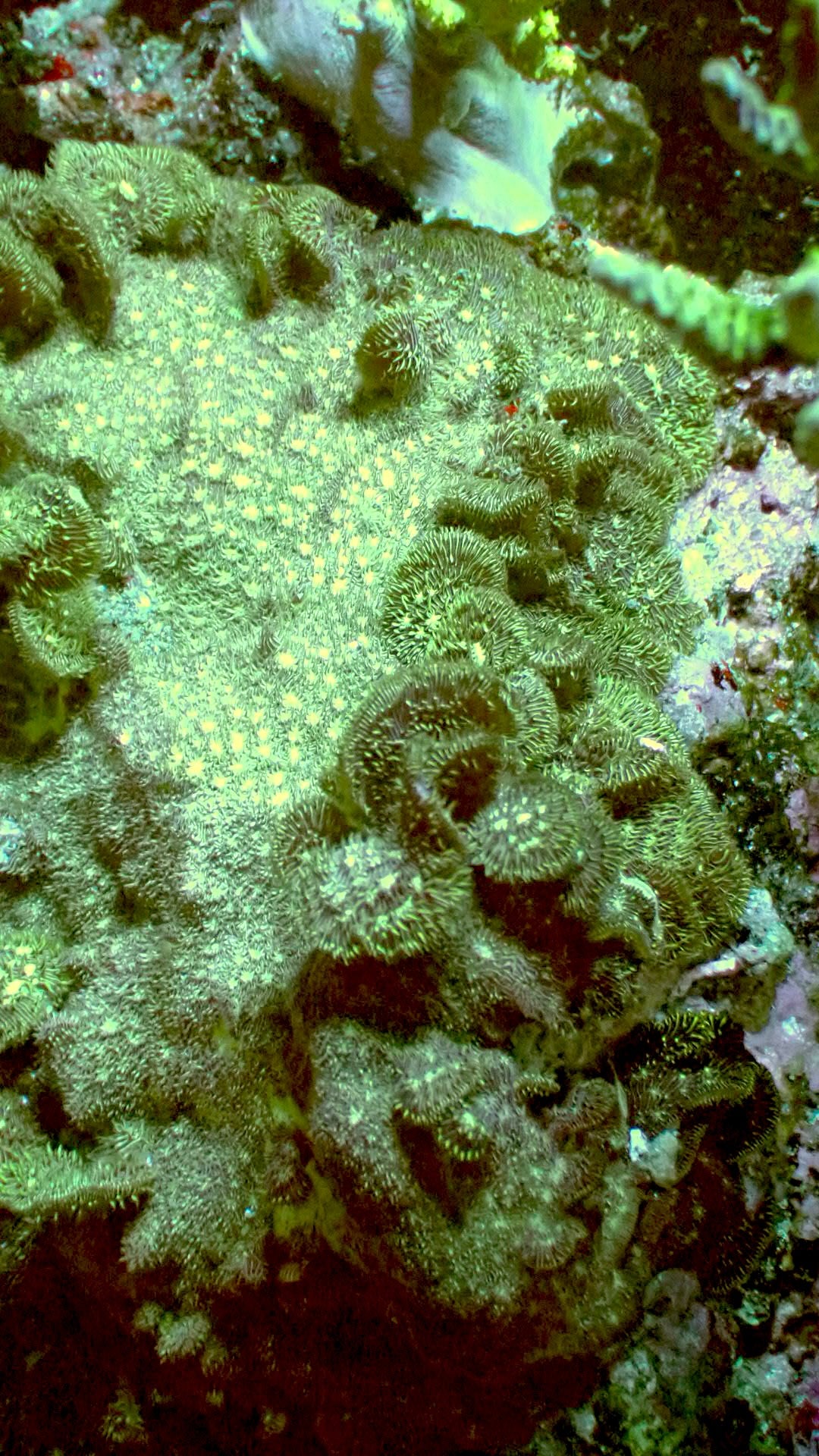 Pavona Cactus Coral