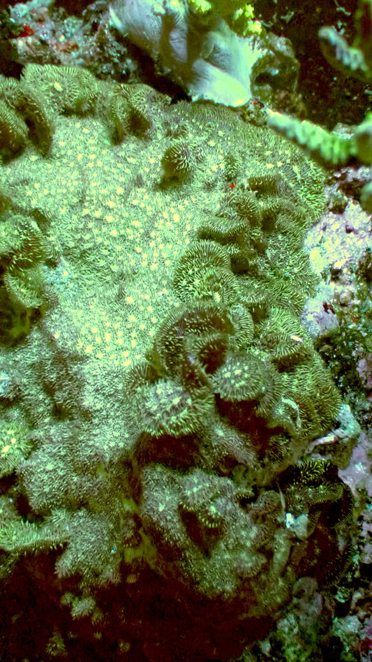 Pavona Cactus Coral