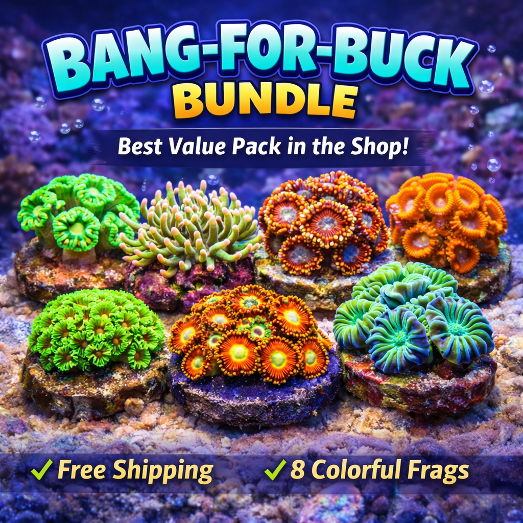Bang-for-buck bundle (Free shipping!)