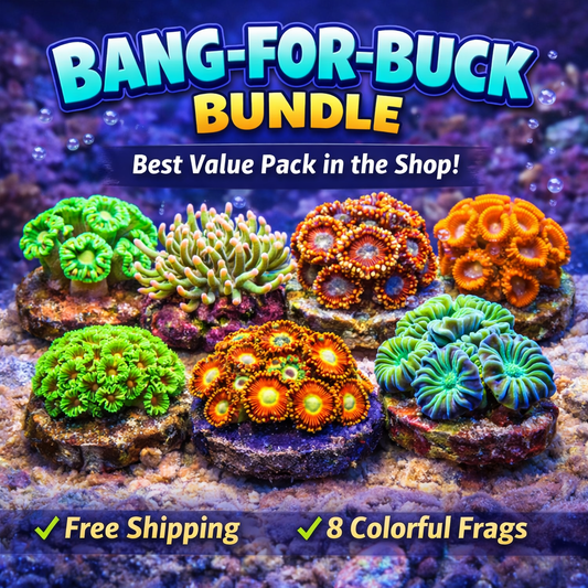 Bang-for-buck bundle (Free shipping!)