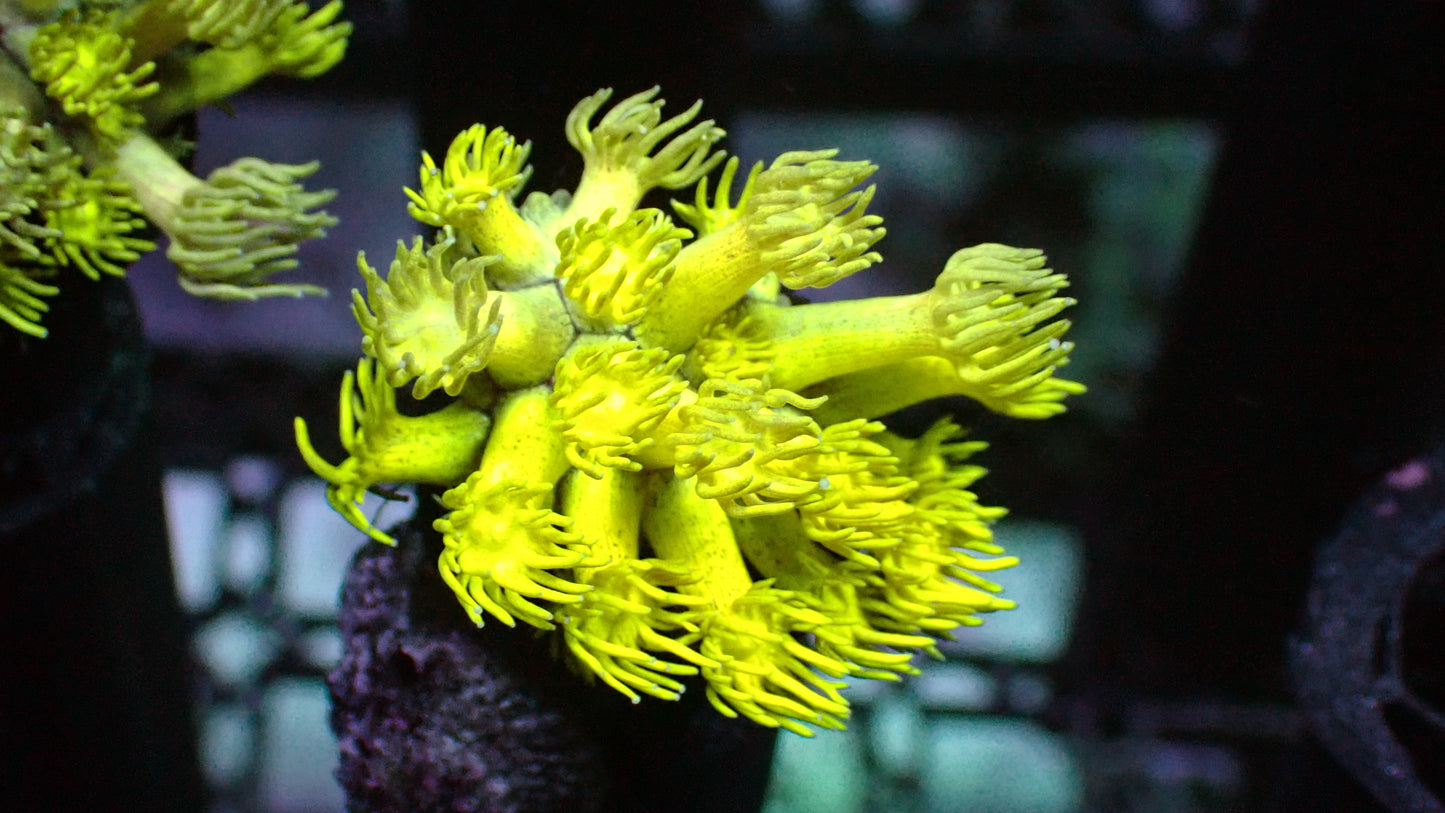 Yellow Goniopora 1” frag
