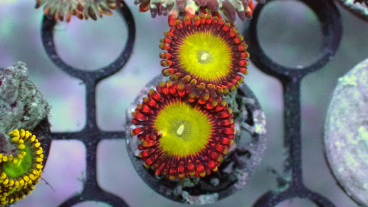 Candy apple zoas 1” frag (2+ heads)