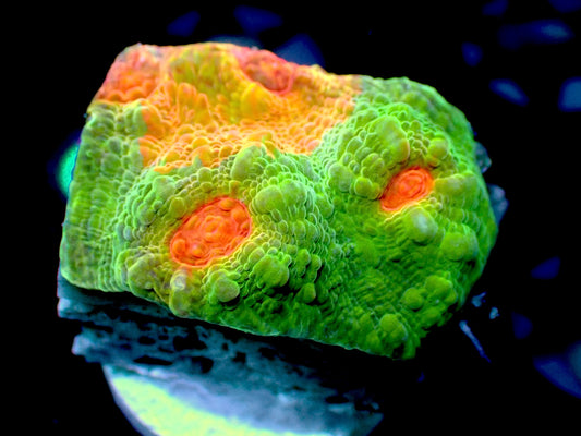 Dragon ball chalice 1” frag