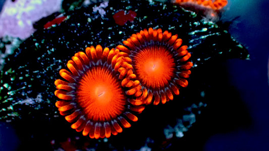 Bam bam zoas 1” frag 2+ polyps