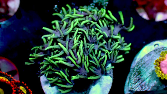 Starburst polyp 1” frag