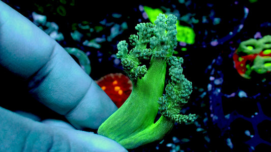Green Kenya tree 1” frag