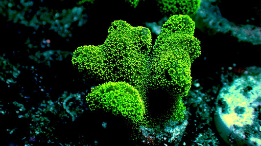 Neon Green stylophora 1” frag