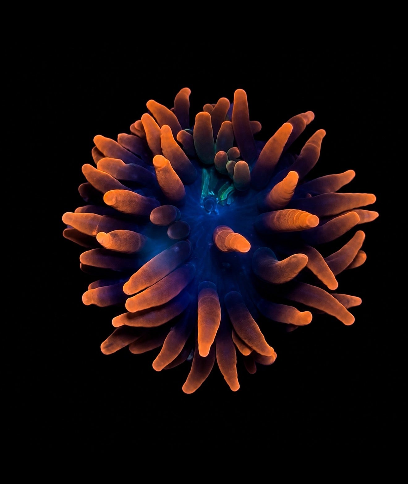Sherman bubble tip anemone 3”+