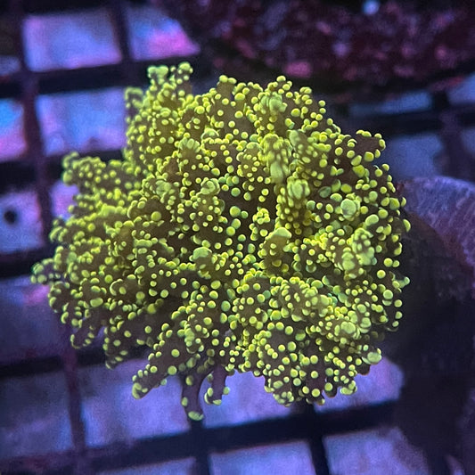 Yellow Octospawn
