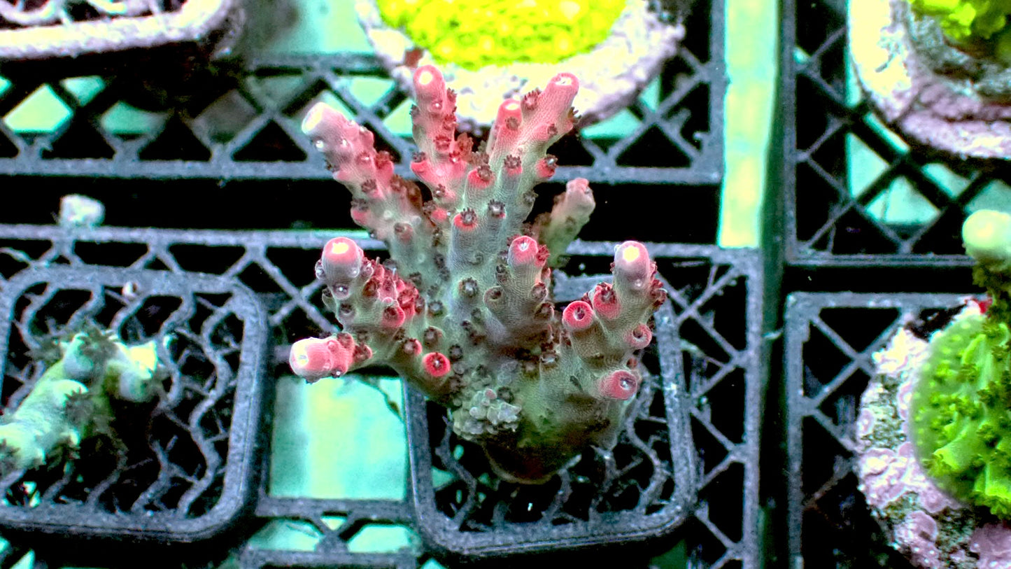Red Robin acro 1” frag